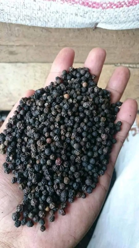 Black Pepper from Indonesia
